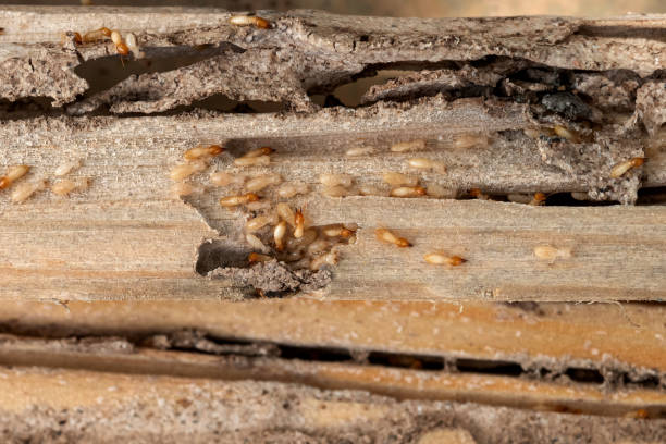 Best Local Pest Control Services  in Derry, PA