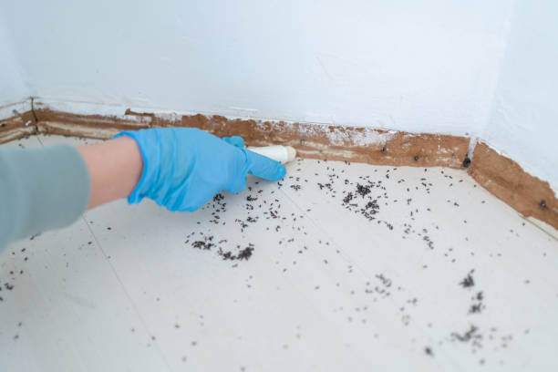 Best Emergency Pest Control  in Derry, PA
